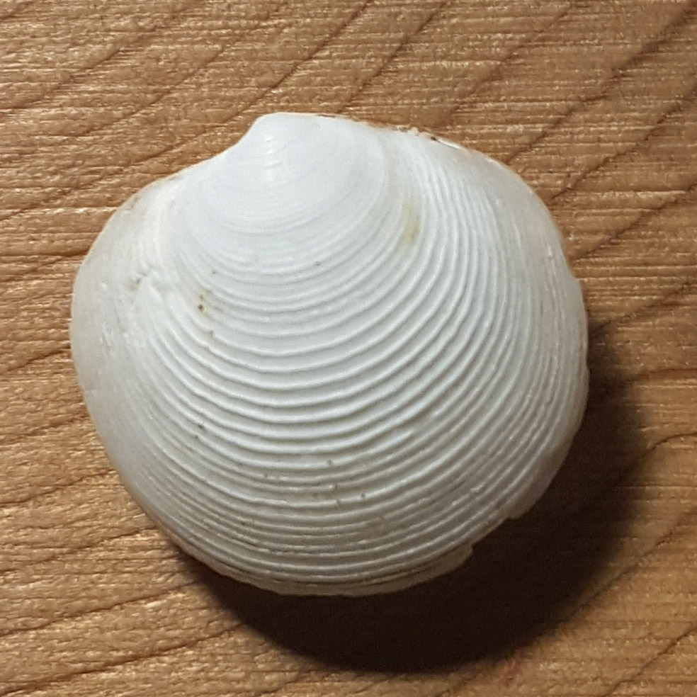 bivalve sconosciuto